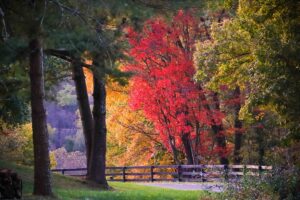 Shenandoah Fall Leaves