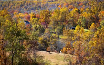 Shenandoah – Where Local Leaf Peepers Go – 7 Places to See the Leaves